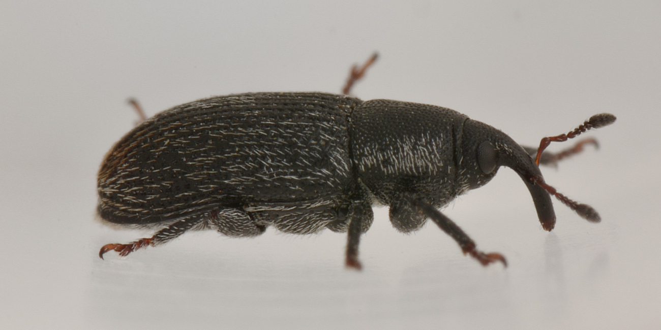 Curculionidae:  Mecinus pyraster?  S  !